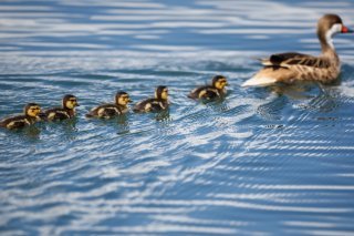 Une étude montre que, dans le règne animal, un rôle de leader augmente les pulsations cardiaques (Photo symbolique). KEYSTONE/VALENTIN FLAURAUD